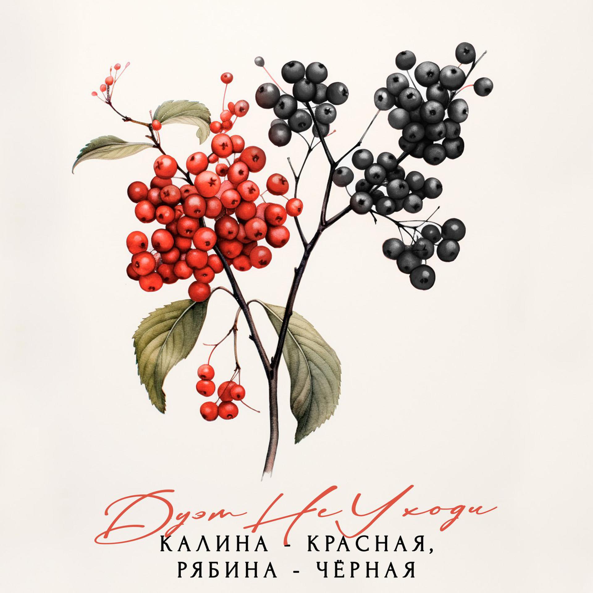 Постер альбома Калина - красная, рябина - чёрная