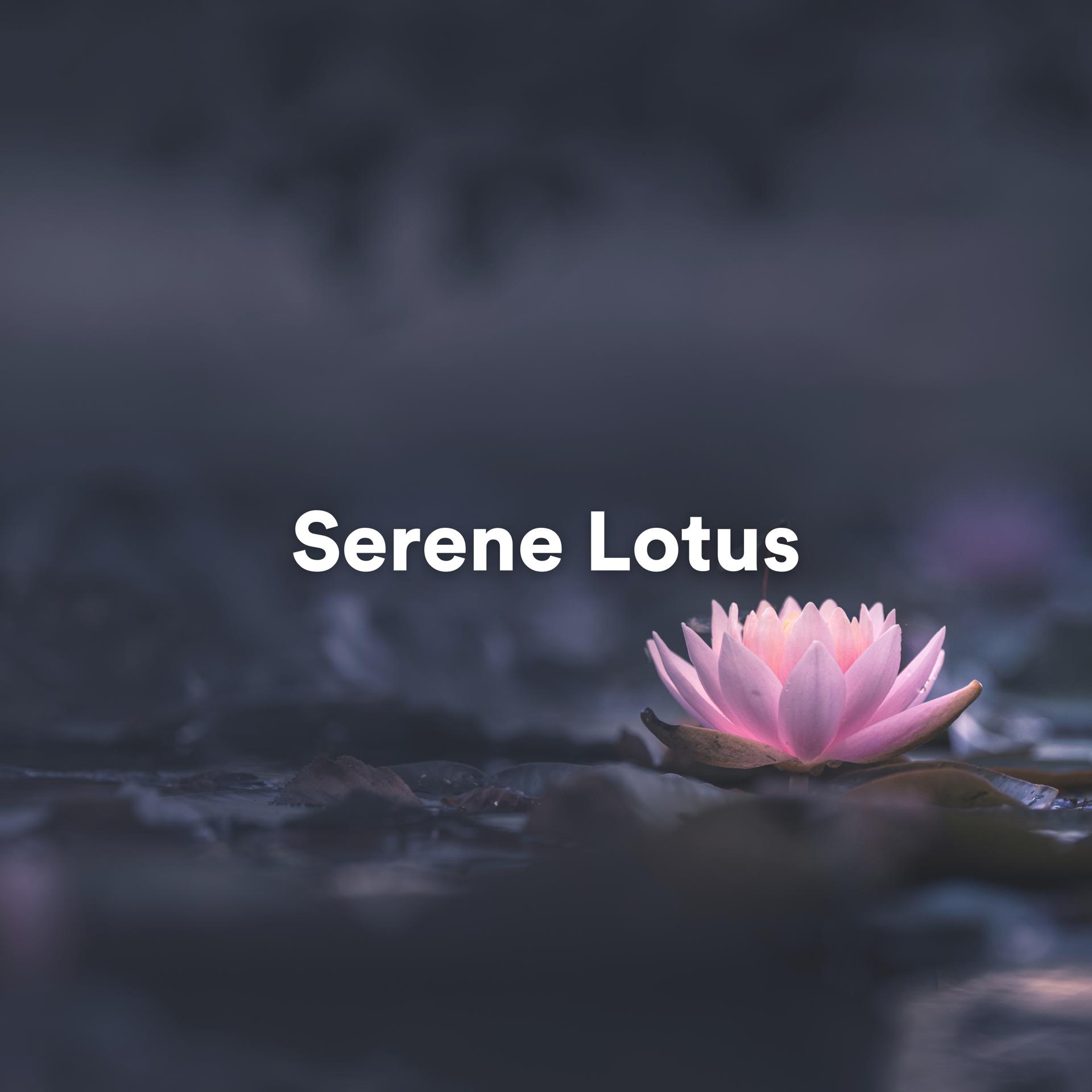 Постер альбома Serene Lotus
