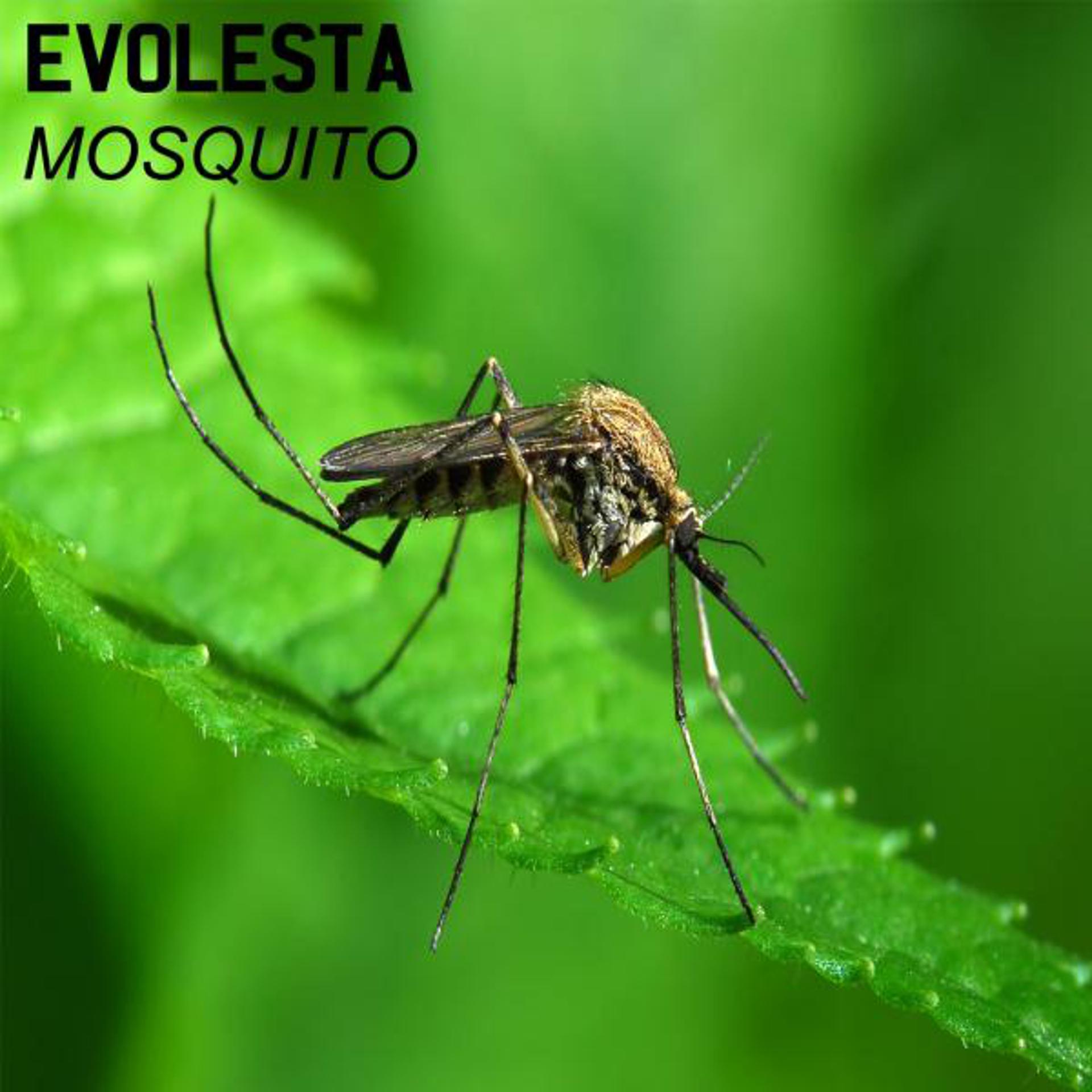 Постер альбома Mosquito