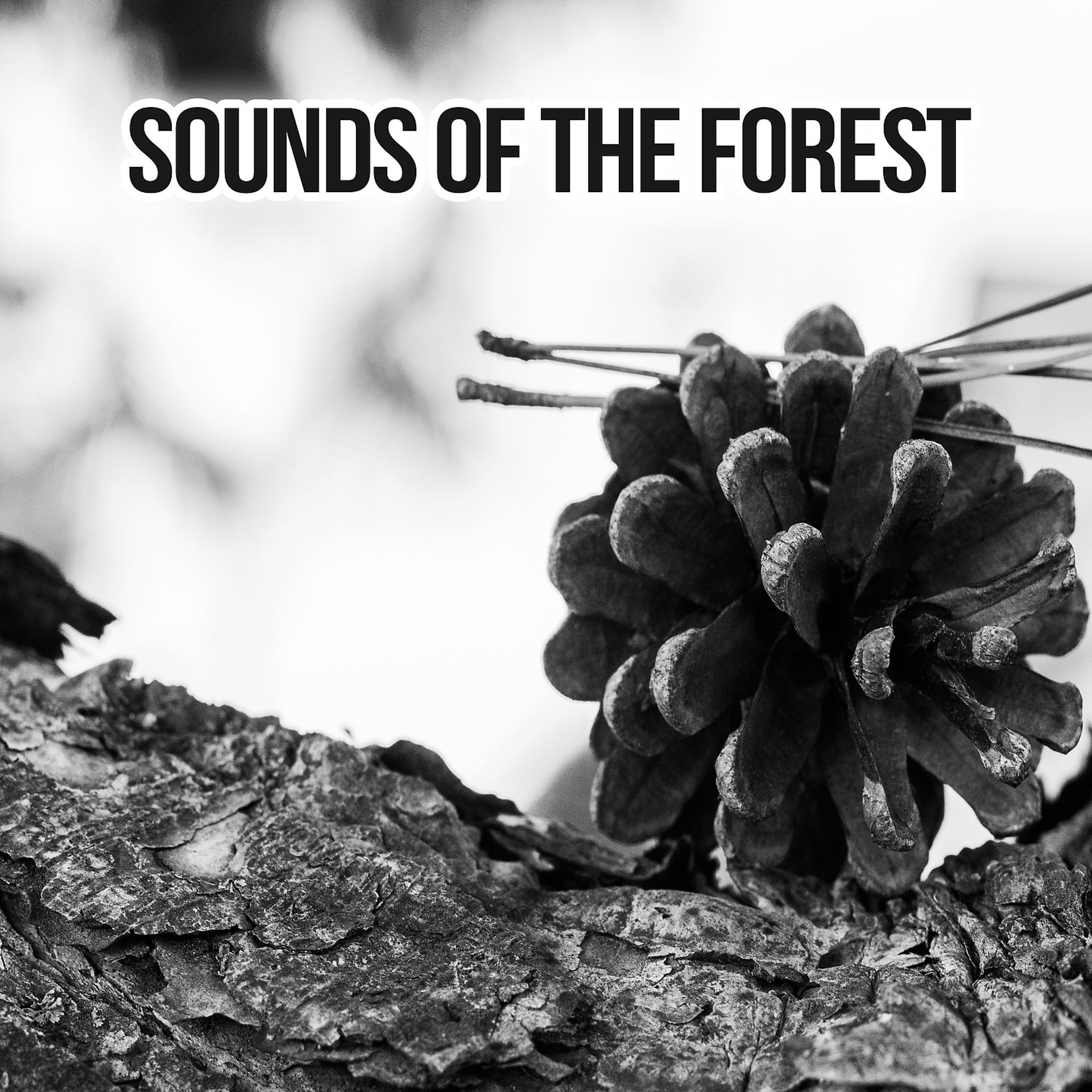 Постер альбома Sounds of the Forest – Bird Sounds, Forest Sounds, Relaxation Time with Nature Sounds