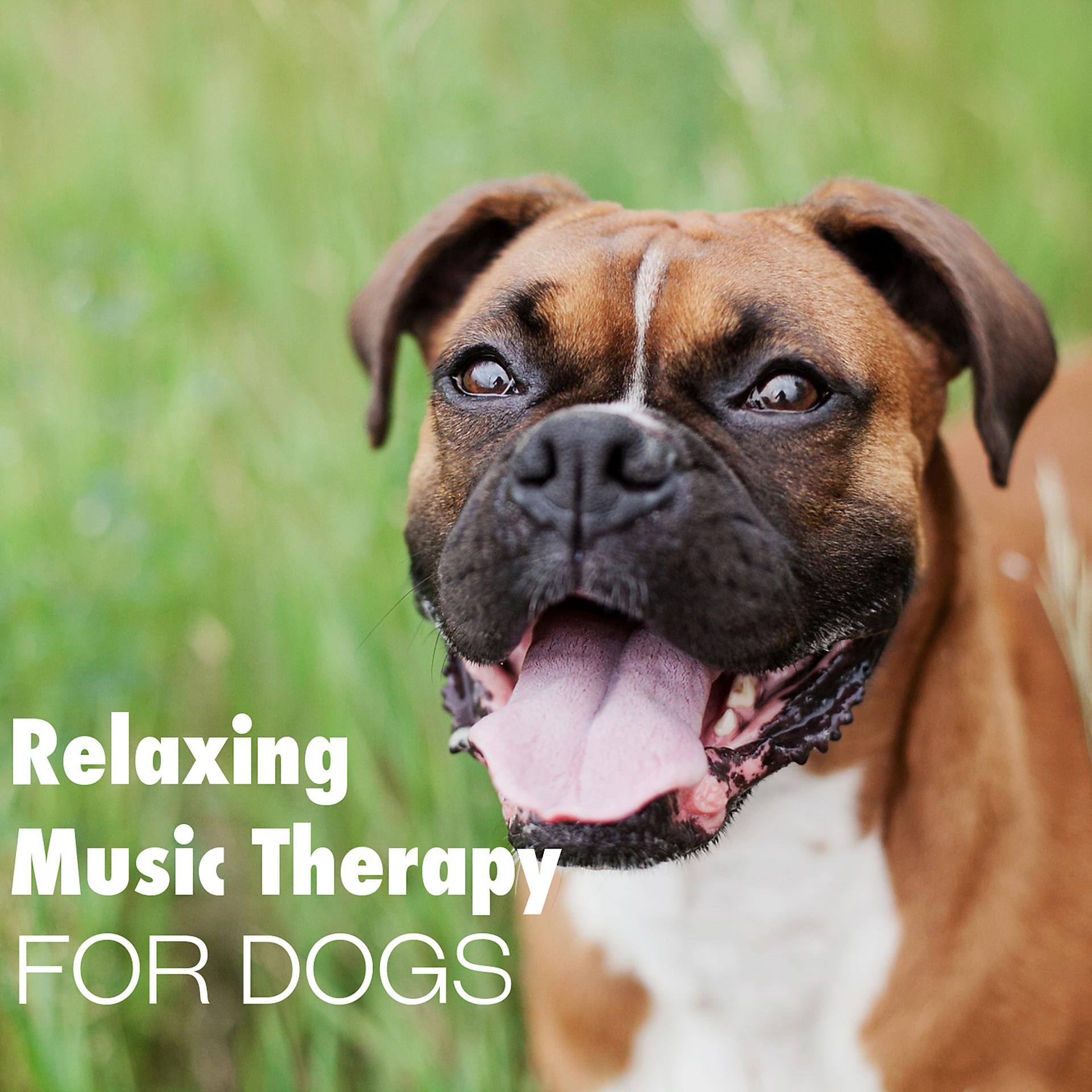 Постер альбома Relaxing Music Therapy for Dog – Soft Instrumental to Calm Down Pet While You Are Out, Mellow Sounds for Puppies