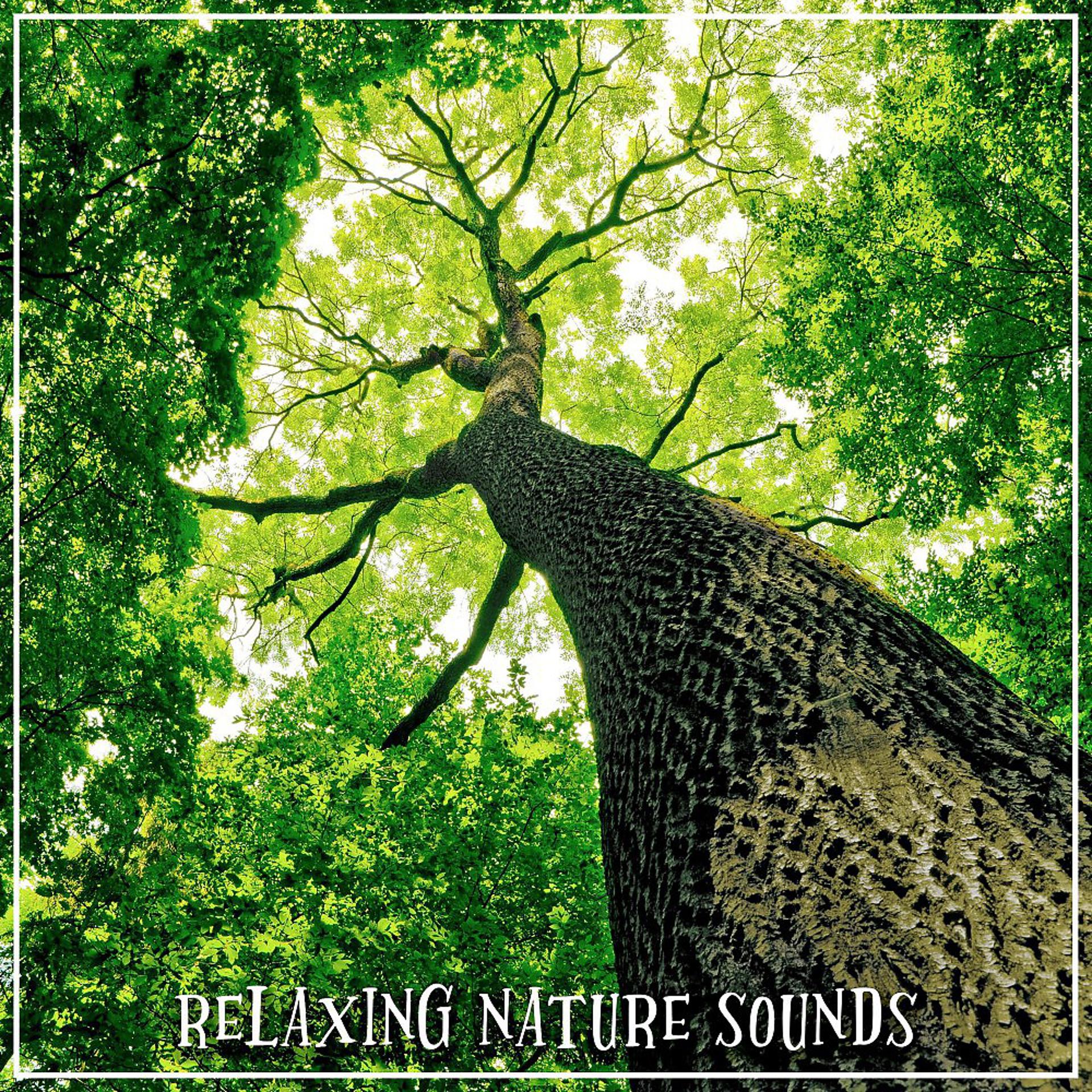 Постер альбома Relaxing Nature Sounds